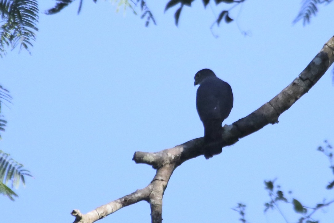 Rufous-thighed Kite (Harpagus diodon), photo 9
