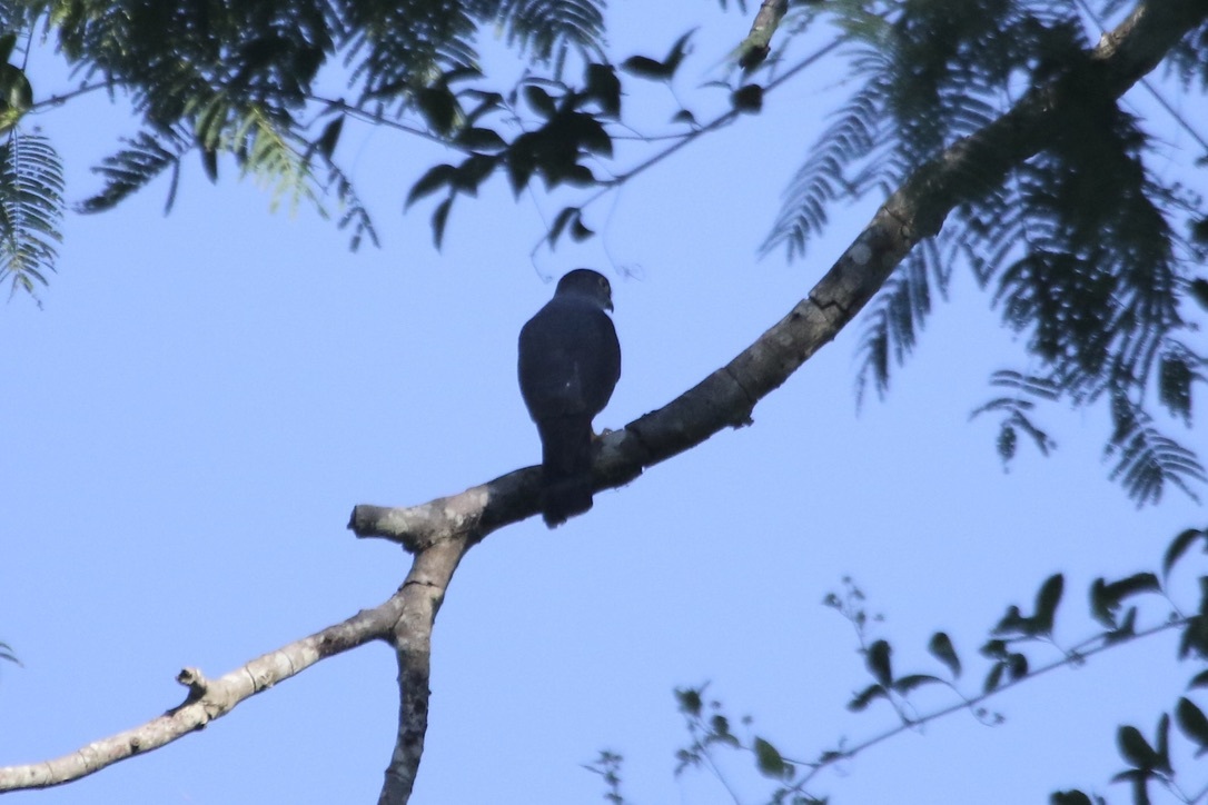 Rufous-thighed Kite (Harpagus diodon), photo 10