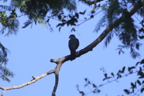Rufous-thighed Kite (Harpagus diodon), photo 10