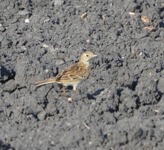 Anthus spragueii