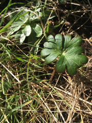 Delphinium menziesii