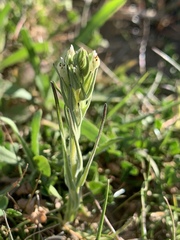 Castilleja attenuata