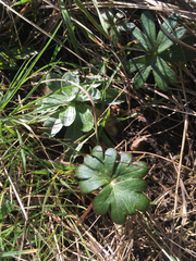 Delphinium menziesii
