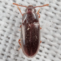 Pharaxonotha kirschii