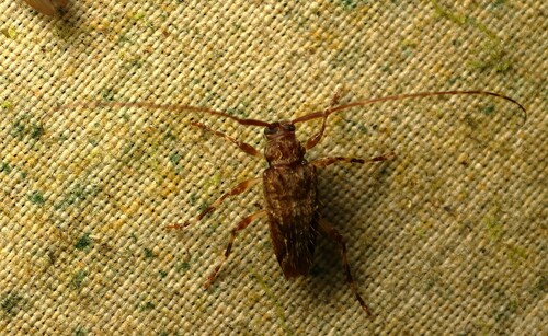 Trichotithonus curvatus