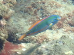 Stethojulis balteata