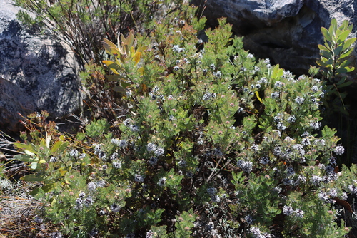 Fanleaf Spiderhead (Serruria pedunculata)