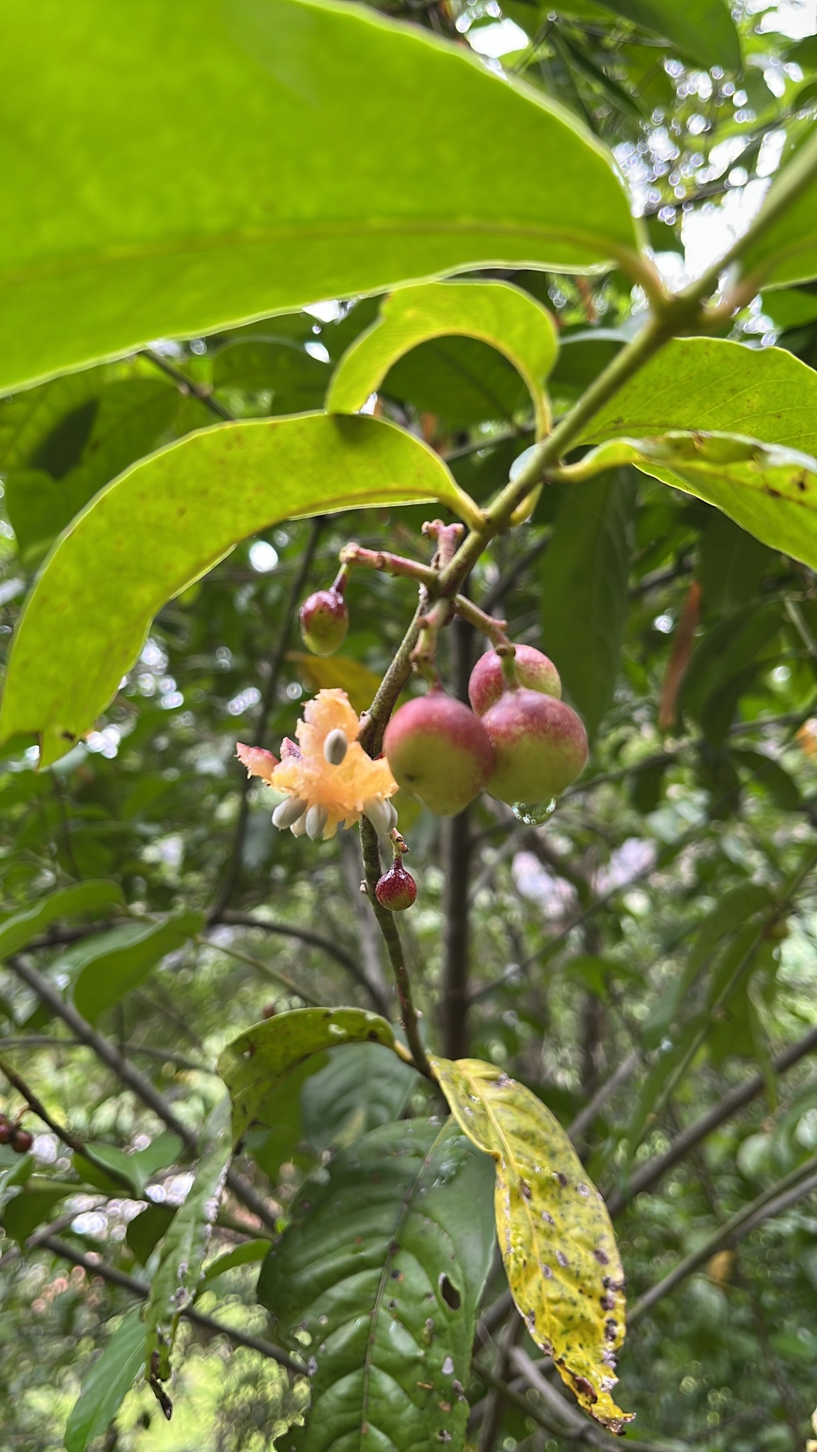 Siparuna guianensis
