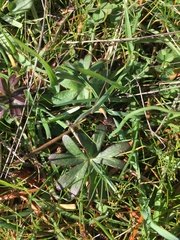 Delphinium menziesii