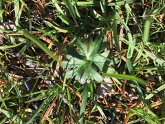 Delphinium menziesii