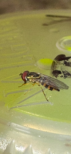 Unknown species found near Jackson Gap Trail, Lookout Mountain, GA, US