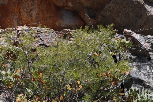 Fire Asparagus (Asparagus lignosus)