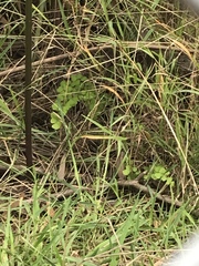 Adiantum aethiopicum