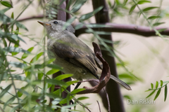 Camptostoma obsoletum
