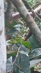 Tropidolaemus subannulatus