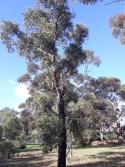 Eucalyptus tricarpa