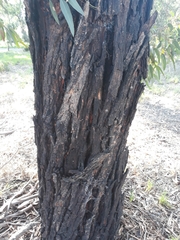 Eucalyptus tricarpa