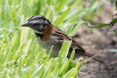 Zonotrichia capensis