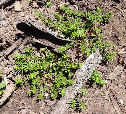 Laurembergia repens, photograph 1
