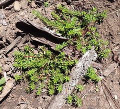 Laurembergia repens, photograph (c) Nicola van Berkel, some rights reserved (CC BY-SA)