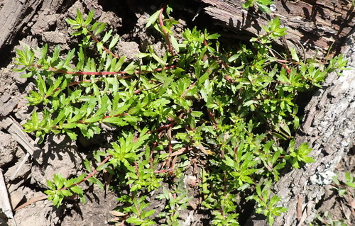 Cape Redmat (Laurembergia repens)