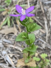 Triodanis biflora
