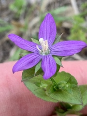 Triodanis biflora