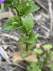 Triodanis biflora