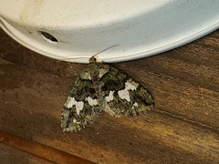 Hydriomena albifasciata