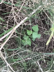 Dipogon lignosus