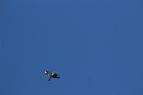 Belted Kingfisher photographed in North Dakota