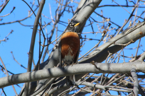 American Robin photographed in North Dakota