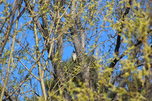Cedar Waxwing photographed in North Dakota