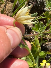 author not stated, no rights reserved Fritillaria liliacea, photograph author not stated, no rights reserved