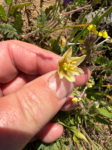 Fritillaria liliacea, photograph 4