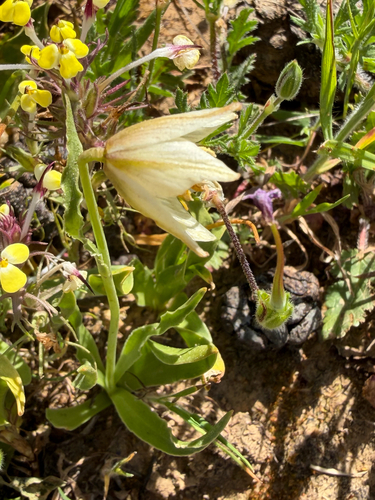 Fragrant Fritillary (Fritillaria liliacea)
