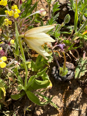 author not stated, no rights reserved Fritillaria liliacea, photograph author not stated, no rights reserved