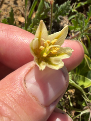 Fritillaria liliacea, photograph author not stated, no rights reserved
