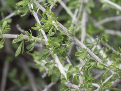 Lycium andersonii wrightii