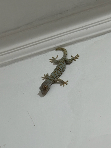 Gekko gecko