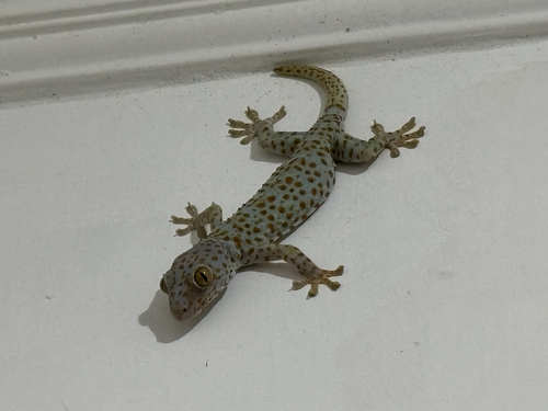 Gekko gecko