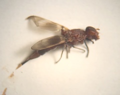 Zacompsia fulva