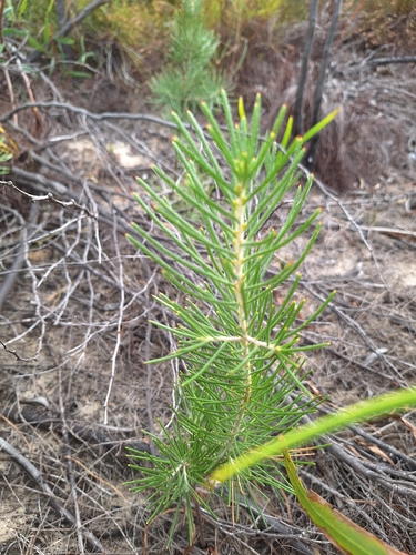 Hakea gibbosa (Hakea gibbosa)