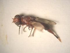 Zacompsia fulva