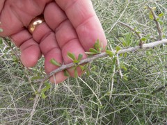 Lycium andersonii wrightii