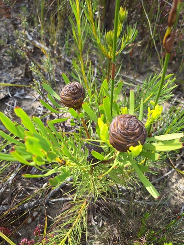 Plateseed Conebush (Leucadendron platyspermum)