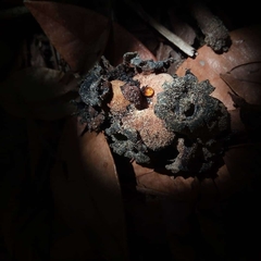 Bdallophytum americanum