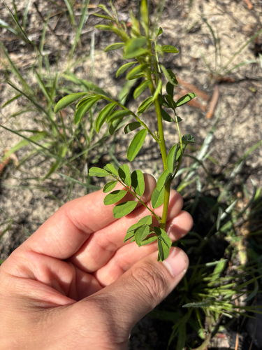 Carolina Indigo (Indigofera caroliniana)