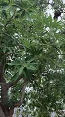 Sterculia murex