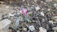 Astragalus newberryi